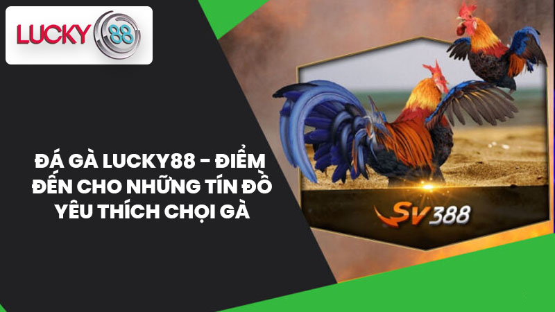 Đá gà lucky88 - Điểm Đến Cho Những Tín Đồ Yêu Thích Chọi Gà