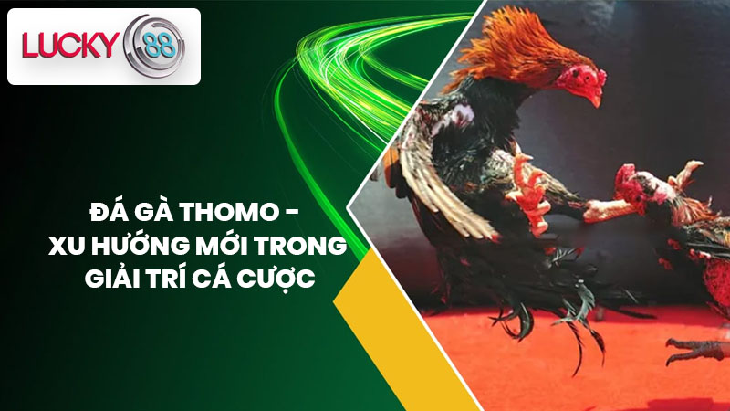 Đá Gà Thomo - Xu Hướng Mới Trong Giải Trí Cá Cược