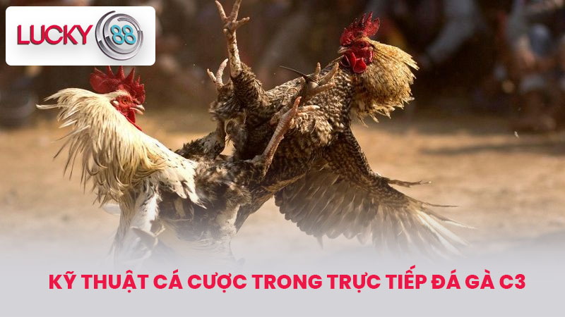 Kỹ Thuật Cá Cược Trong Trực tiếp đá gà c3