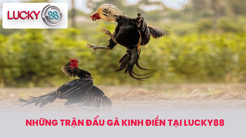 Những Trận Đấu Gà Kinh Điển Tại Lucky88